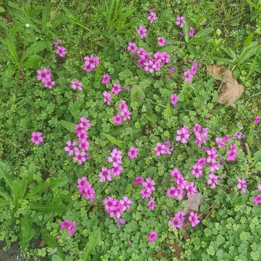 Meet your Posher, Fai